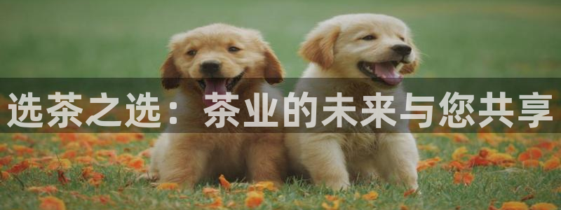 鸿运聊平台