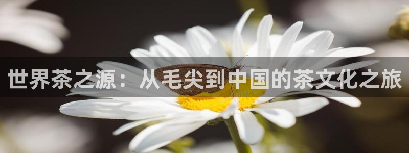 鸿运平台是骗子平台吗