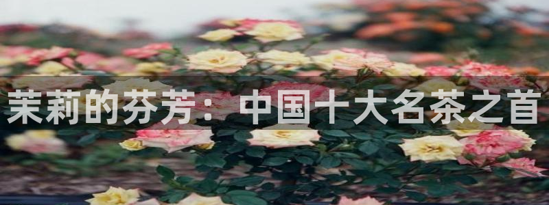 鸿运交易平台app