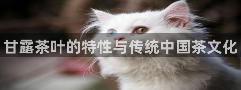 琥珀鸿运彩票平台靠谱吗