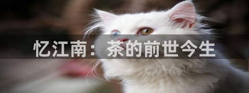 鸿运投注网平台