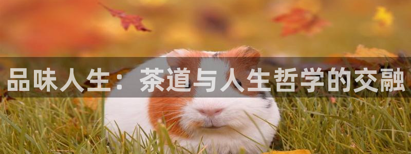 铜陵鸿运拍卖平台