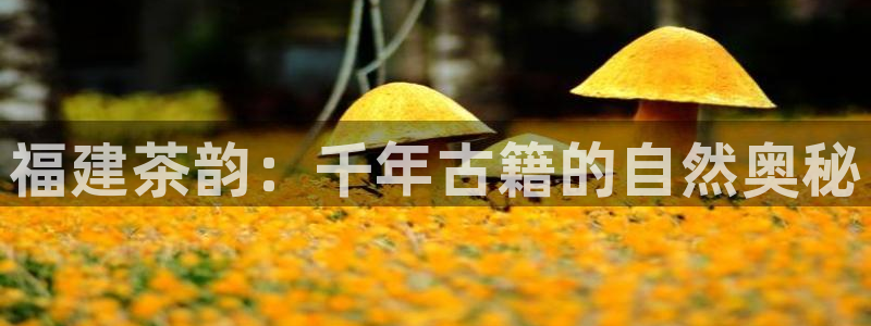 鸿运彩票平台带玩