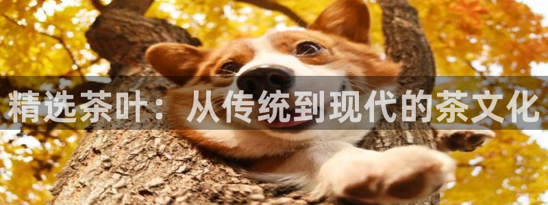 鸿运彩票网络平台下载