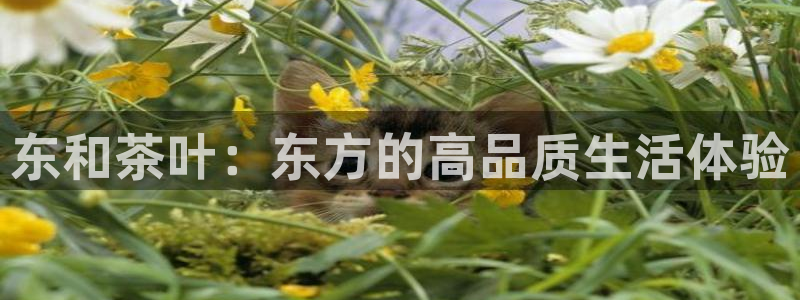 鸿运直播间平台