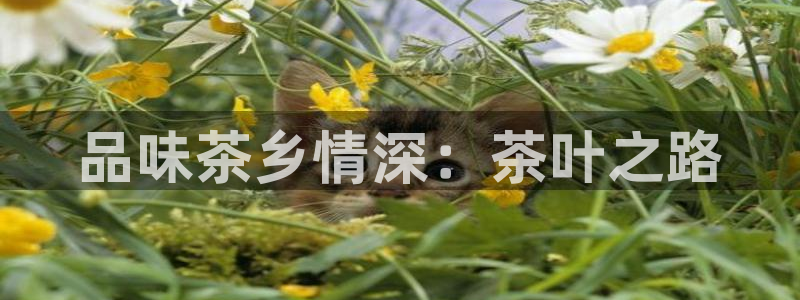 鸿运国际网址平台