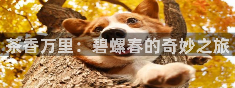 鸿运平台代理代